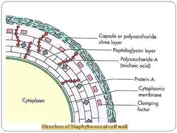 Staphylococcus