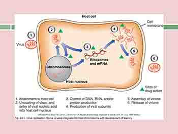 Antiviral Drugs