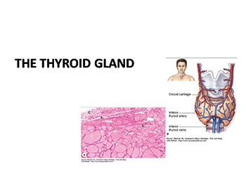 The Thyroid Gland