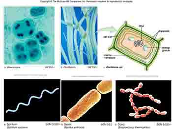 Infectious Diseases