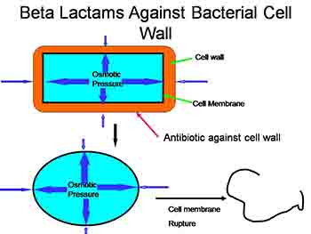 Antibiotics