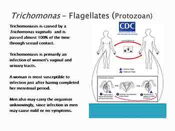 Parasitology And Protozoans