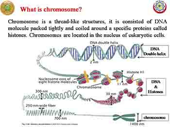 An Introduction To Human Genetics