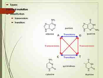 Bacterial Genetics