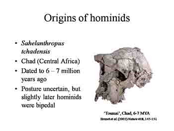 The Human Genome And Human Evolution