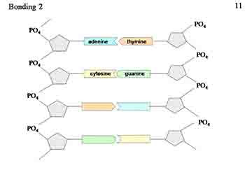 DNA