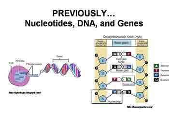 Genes Mutations and Diseases-Understanding The Origins of Genetic Disorders