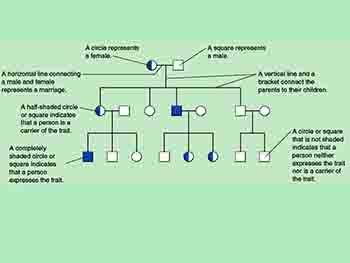 Human Inheritance