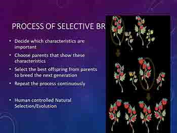 Human Technology-Genetically Modified Organisms Artificial Selection Selective Breeding Animal Husbandry Gene Therapy