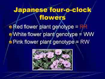 Introduction To Genetics