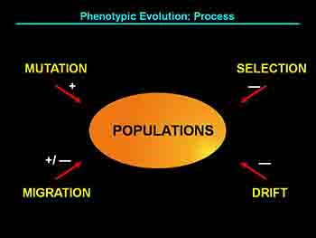 Population Genetics