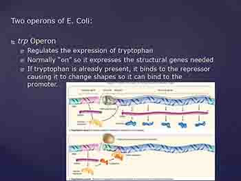 Regulation of Gene Expression