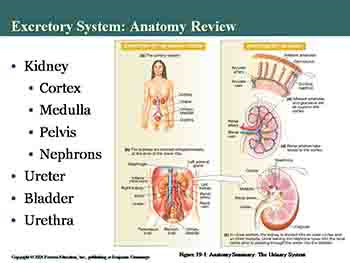 The Kidneys