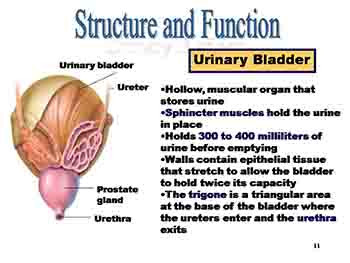 The Urinary System