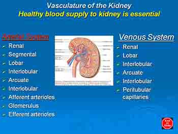 The Urinary System-Filtration And Fluid Balance