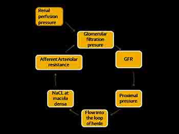 Acute Renal Failure