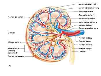 The Urinary System