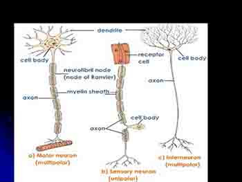 The Nervous System