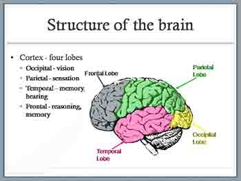 Neuropsychology and Memory