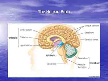 Models of Abnormal Behavior