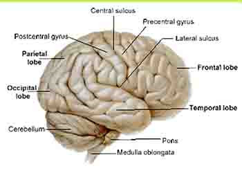 Cerebral Hemisphere-Sulci And Gyri And Functional Areas