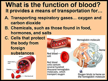 Blood Anatomy