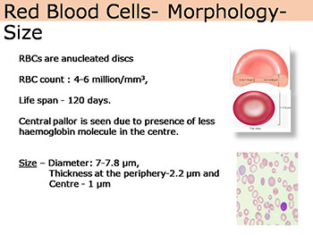 Red Blood Cell Physiology