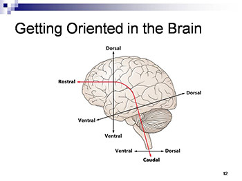 The Brain And Nervous System