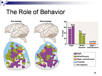 Neuroplasticity