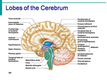 Human Brain