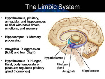 Brain Structure And Function