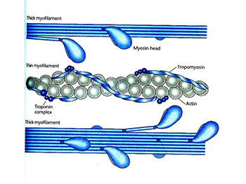 Molecular Genetics of Muscle Disorders