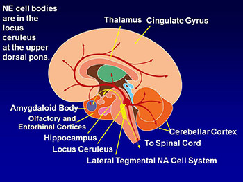 Clinical Neurochemistry