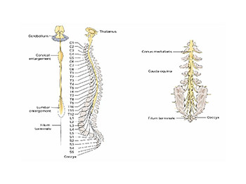 Neurological Assessment