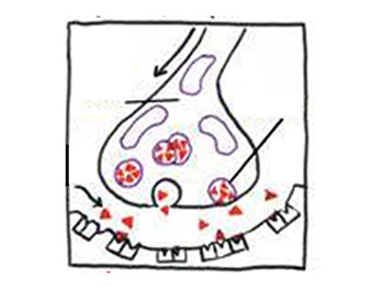 Neurotransmission