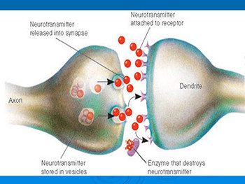Neurotransmitters and The Synapse