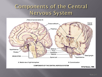 Neurologic Assessment