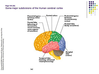 About Sensation and Perception