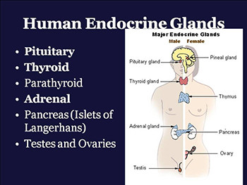 Endocrine System