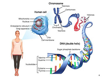 Introduction To Ophthalmic Genetics