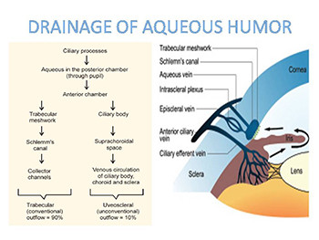 Primary Angle Closure Glaucoma