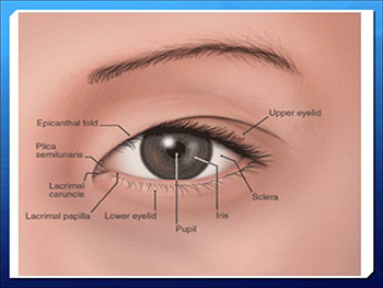 Basic Anatomy and Physiology of The Eye