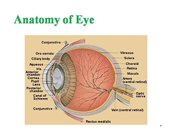 Ocular Pharmacology-I