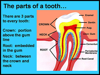 Teeth And Gums-Anatomy And Physiology