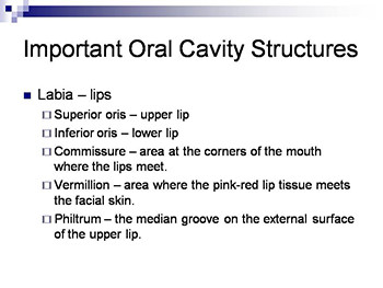 Anatomy of The Teeth