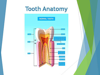 Basics of Oral Health