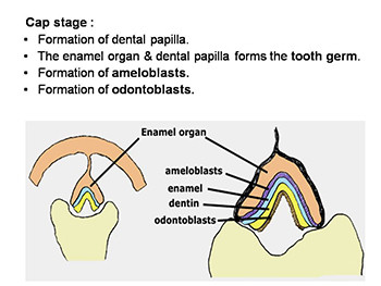 Development of Teeth