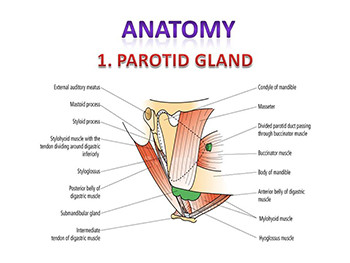 Salivary Gland Disorders