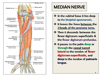 Median and Ulnar Nerves