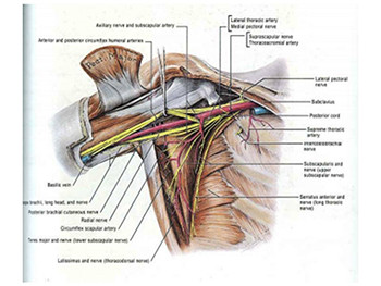 Radial Nerve